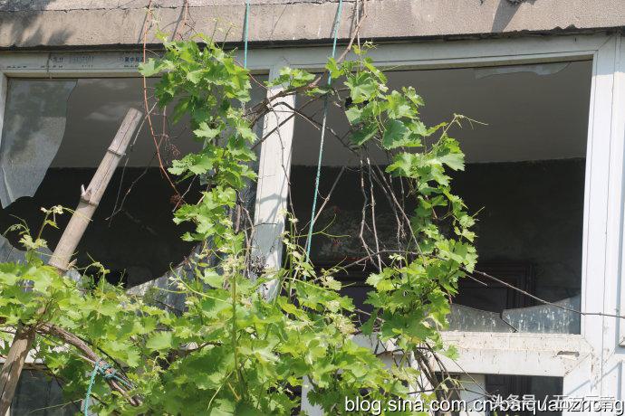 我在“浩顺2号院”的家成了“动植物园”啦