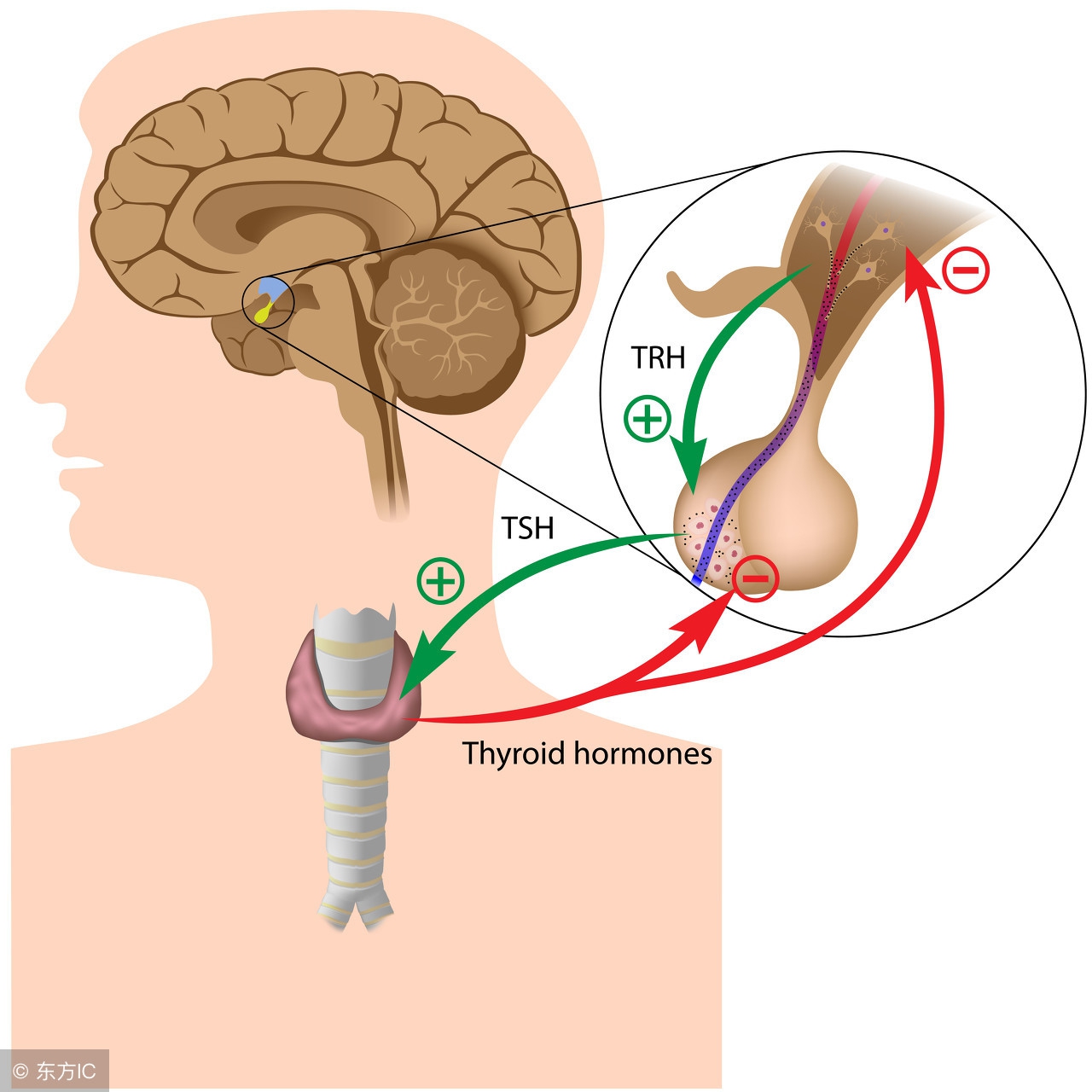 促甲状腺激素高6.86吃优甲乐1片半,孕期促甲状腺激素偏高忌口食物