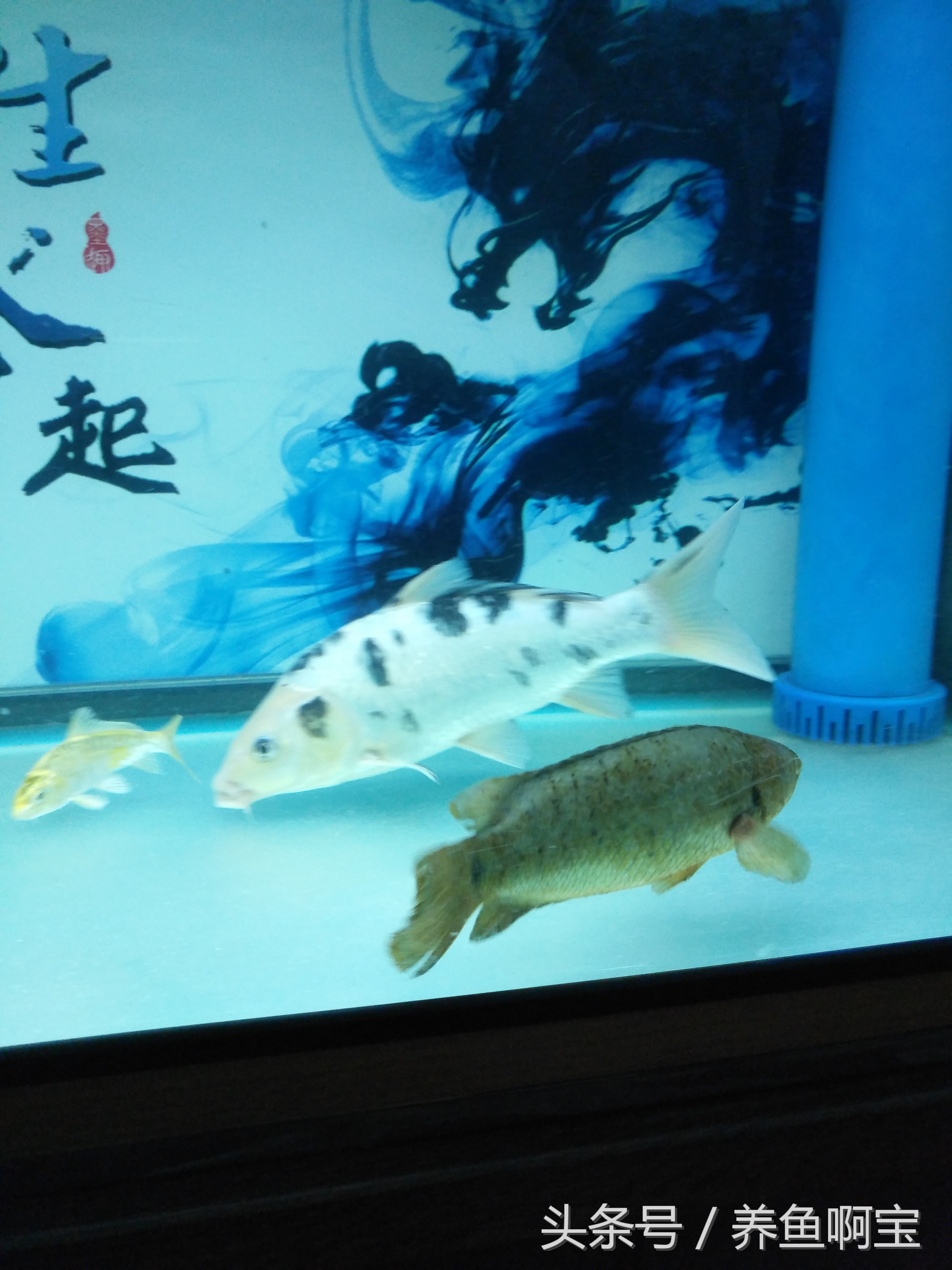 鱼的消化率能达到多少,鱼的消化与温度的关系