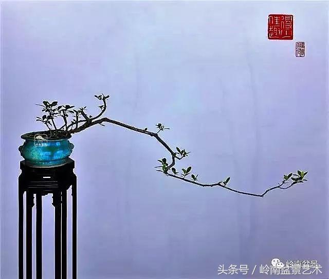 栀子花开美好如初,栀子花开花开盛夏