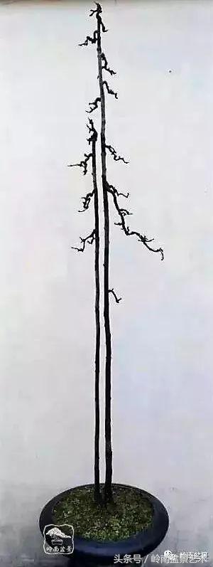 栀子花开美好如初,栀子花开花开盛夏