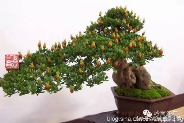 栀子花开美好如初,栀子花开花开盛夏