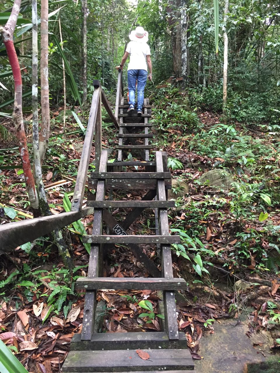 记录马来西亚原始森林,马来西亚古晋的最后一天