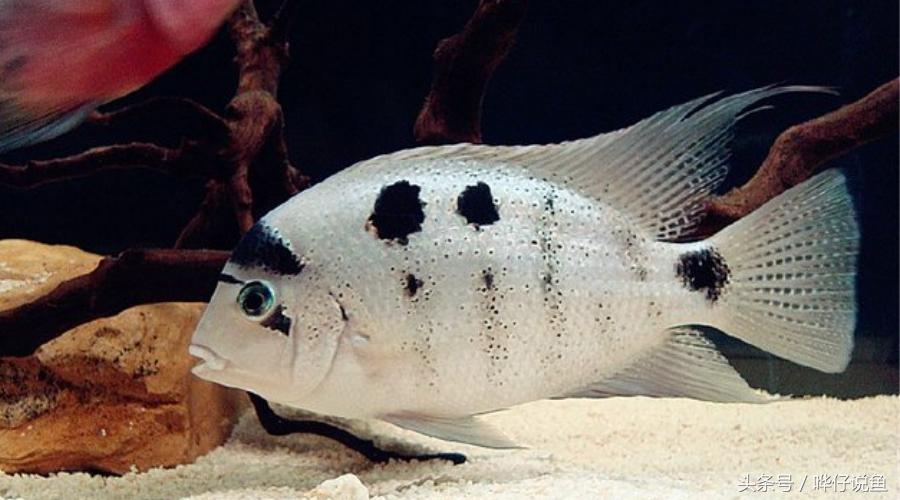 鹦鹉鱼爸爸妈妈跟孩子能一起养吗,鹦鹉鱼与罗汉鱼的区别