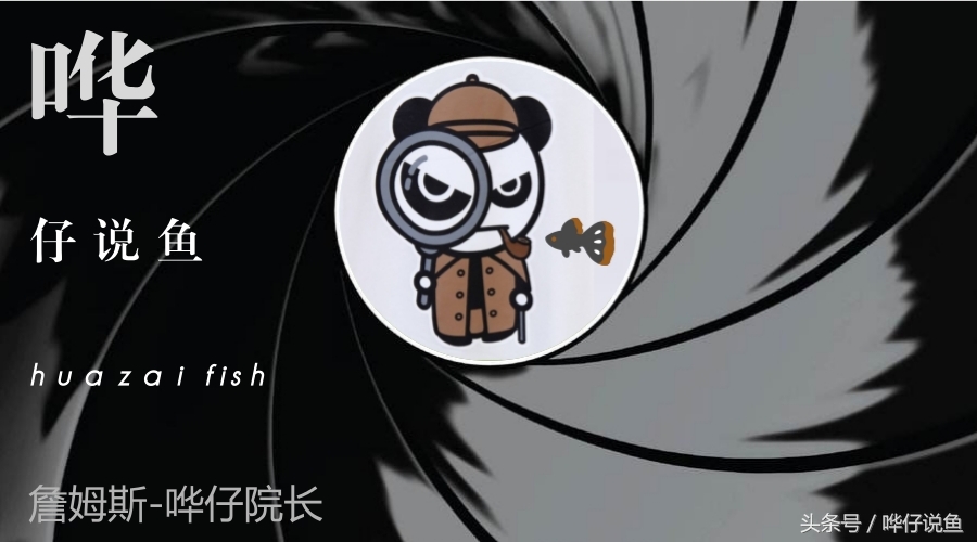 鹦鹉鱼爸爸妈妈跟孩子能一起养吗,鹦鹉鱼与罗汉鱼的区别