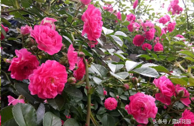 藤本和灌木花后修剪方法,藤本蔷薇春季怎么修剪