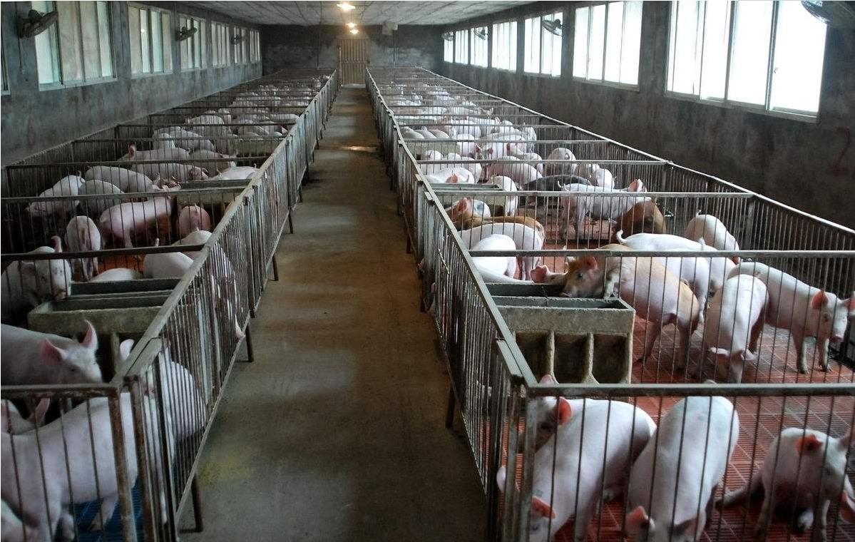 环保拆除农民散养猪圈有补偿么,环保关停养殖场国家政策如何补偿