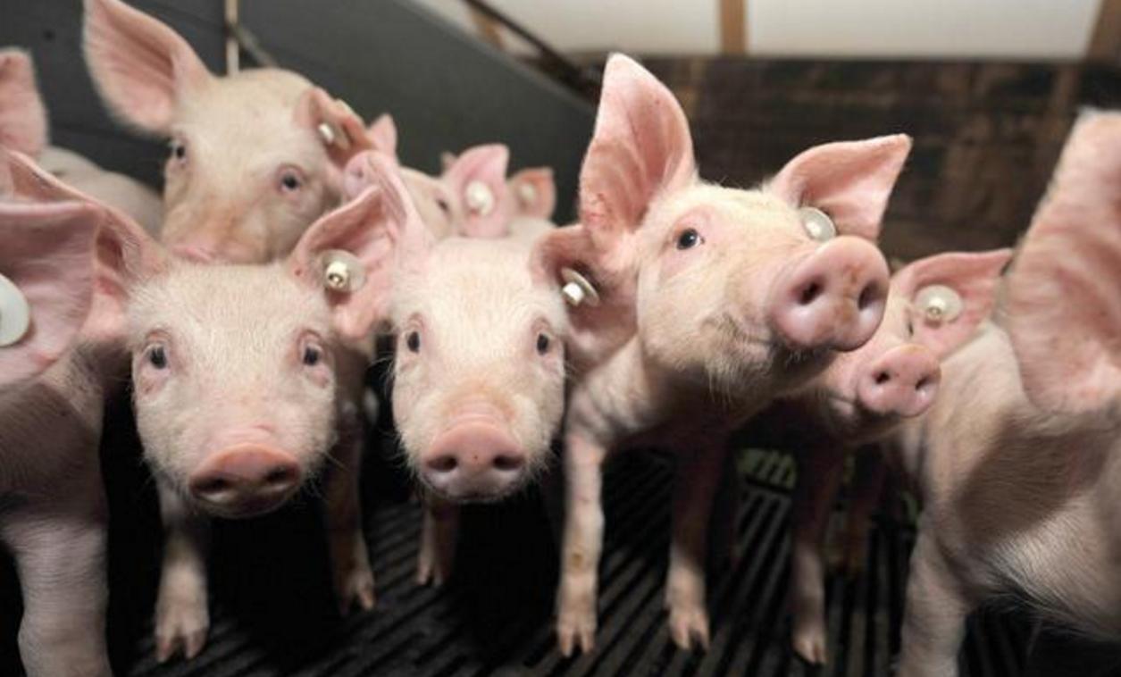 猪蓝耳和慢性猪瘟哪个死亡率高,猪患猪瘟皮肤有哪些变化