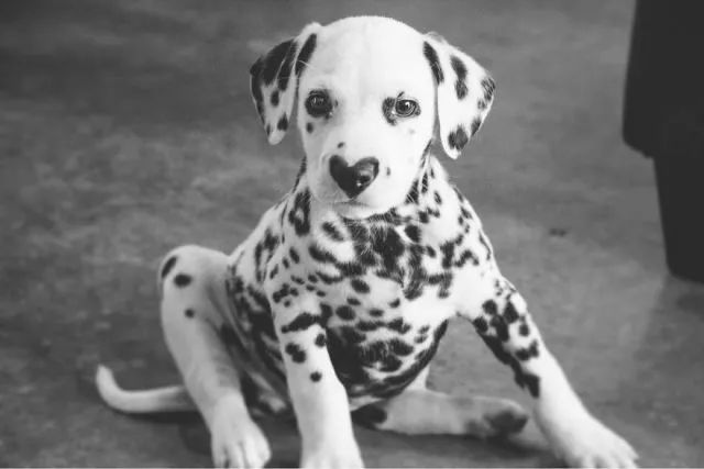 这只小斑点超可爱！呼吸都是爱你的形状