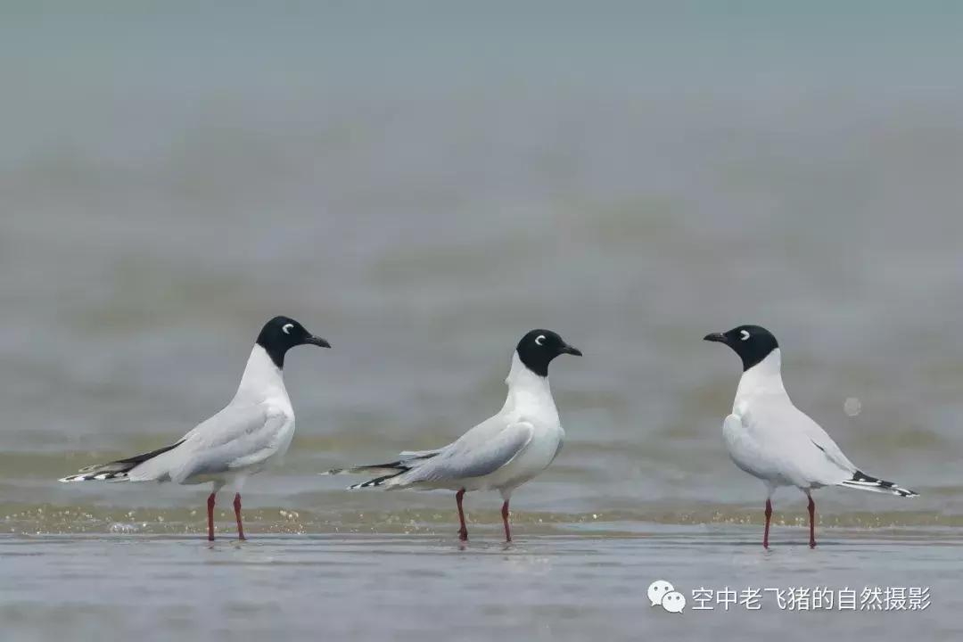 初夏时节，欣赏黑嘴鸥的浓情蜜意