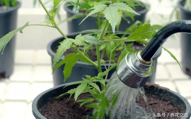 盆栽植物养护技术,如何养好盆栽植物教学计划