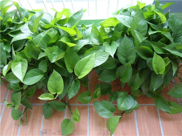 高杆绿萝黄叶什么原因,绿萝黄叶的原因和解决方法