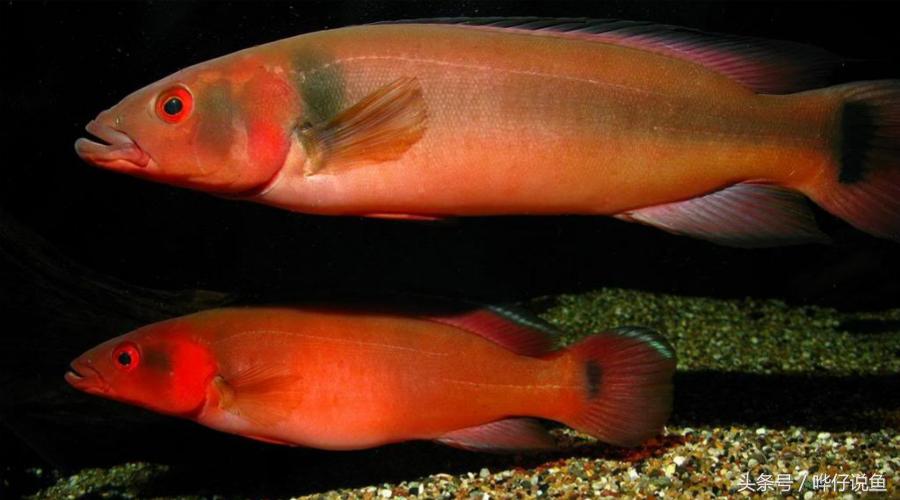 奇特的南美观赏鱼,奇特异型鱼观赏鱼