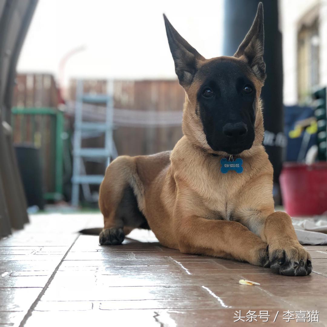 马犬警犬们,警犬界扛把子