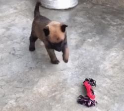 威武霸气警犬德牧,德牧vs马犬谁更适合当军警犬