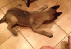 威武霸气警犬德牧,德牧vs马犬谁更适合当军警犬