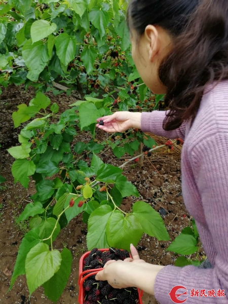 桑葚红了、西瓜“黄”了！东海边书院镇瓜果飘香
