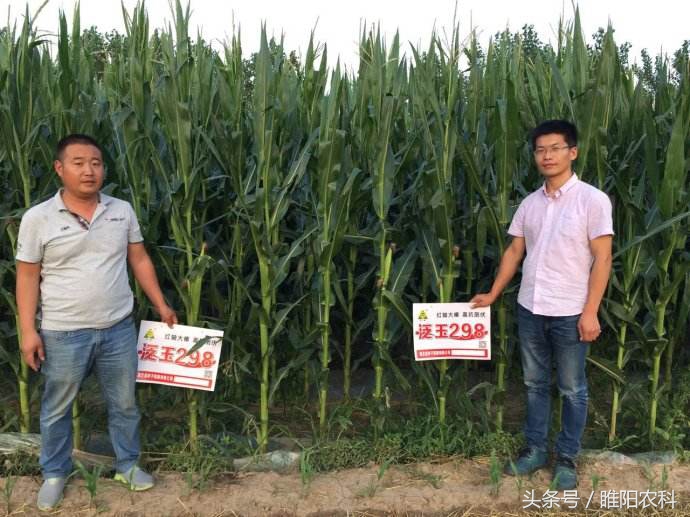 辽宁省最新审定的玉米新品种,2019贵州审定的玉米新品种
