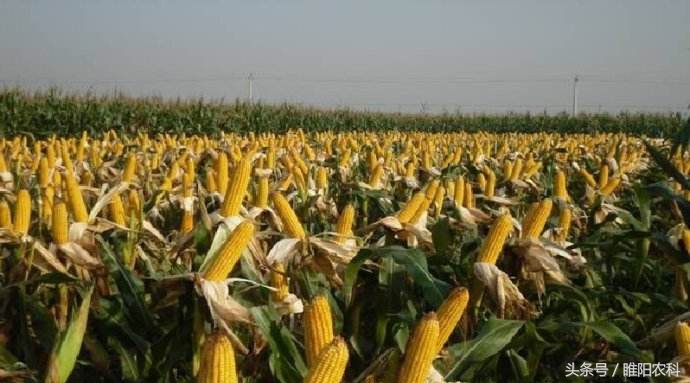 辽宁省最新审定的玉米新品种,2019贵州审定的玉米新品种