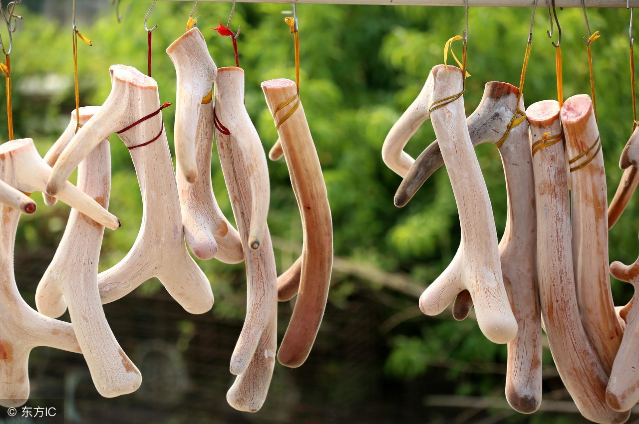 鹿茸的功效与作用禁忌有哪些,鹿茸有什么功效与作用和禁忌