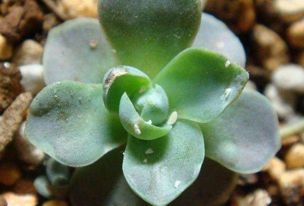 家里的花又招虫了？学会这一招，杀虫药不用买！