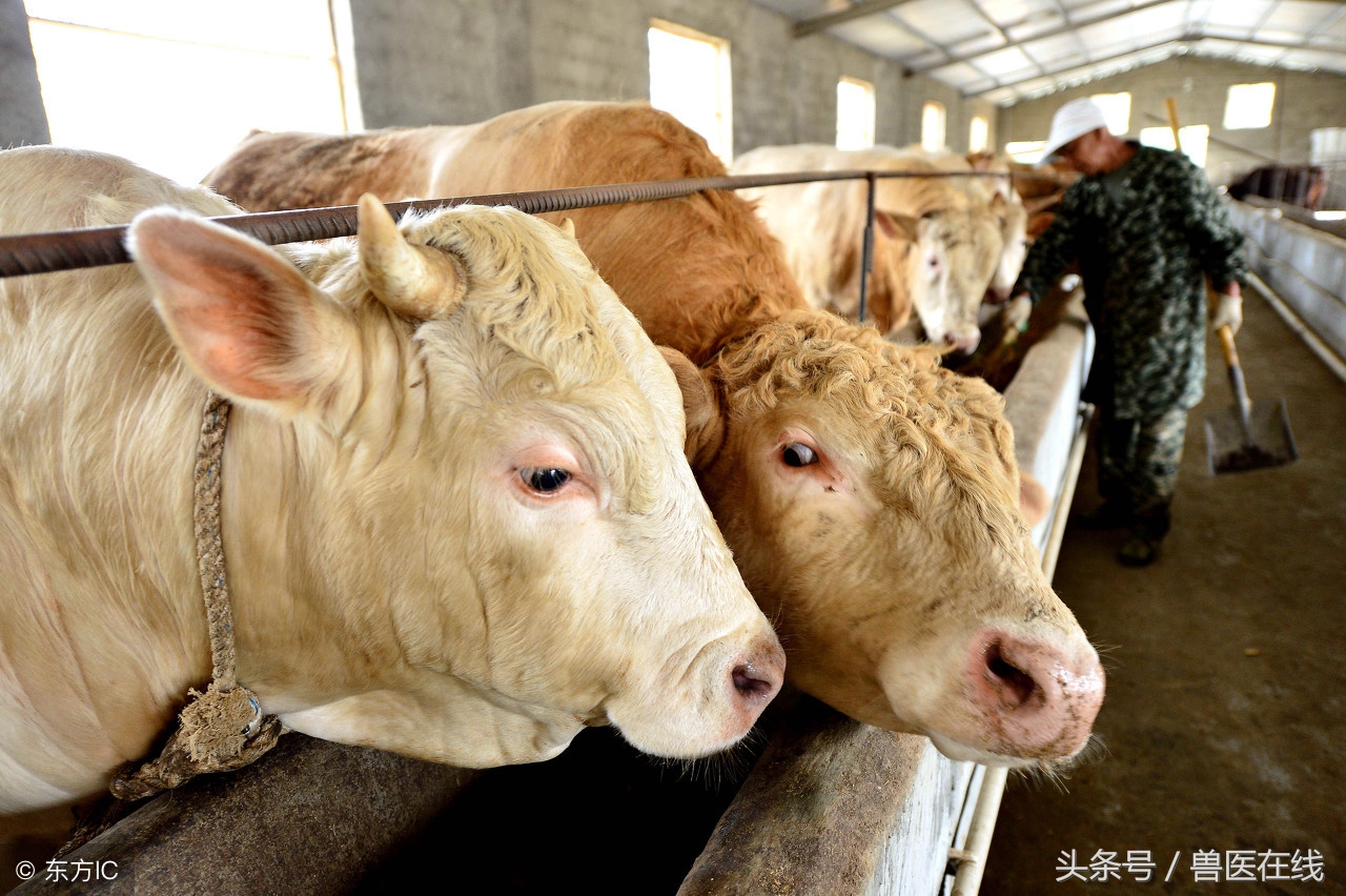 山东正规肉牛交易市场,今日山东日照肉牛价格