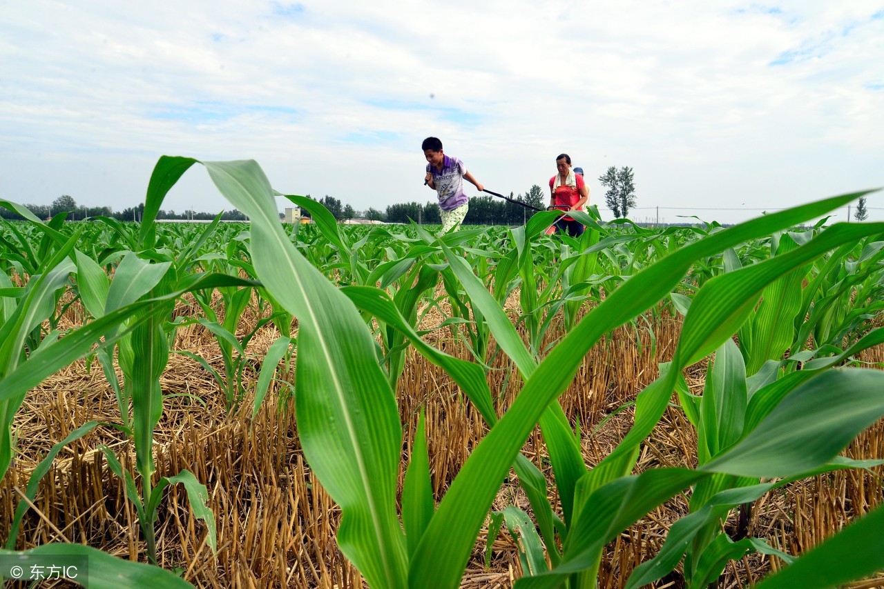 肥料之间有排斥盲目混用危害大,肥料复配后发生拮抗怎么办