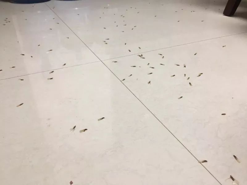 骞夸笢鏆撮洦鑲囧簡闃茬┖璀︽姤,鑲囧簡骞垮畞鏆撮洦琚嚮