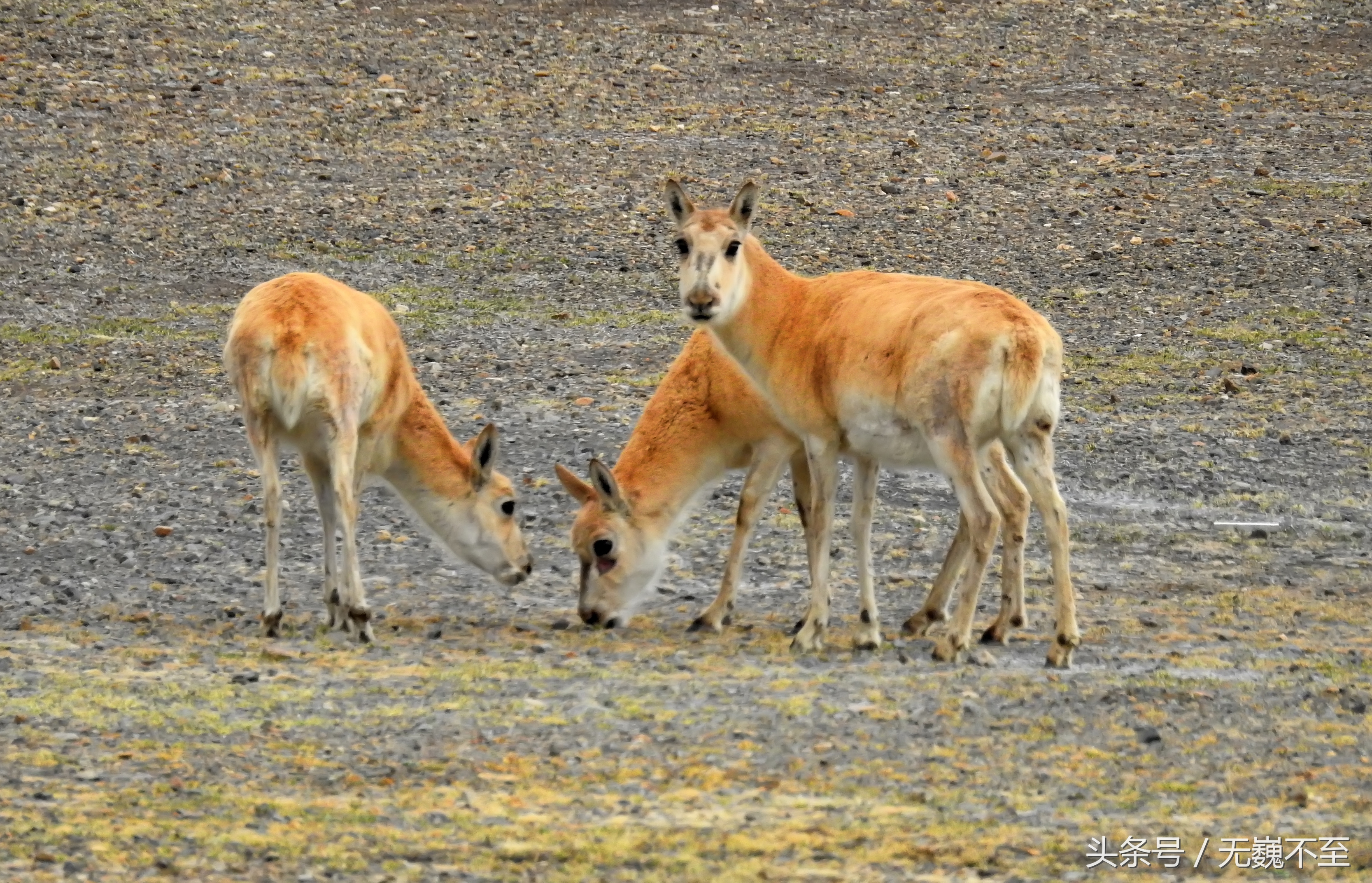 四姑娘山海拔最高的垭口,攀登四姑娘山三峰海拔多少