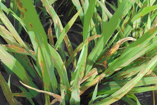 水稻秧苗叶子发黄根发黑什么原因,水稻抽穗期间叶片发黄怎么办