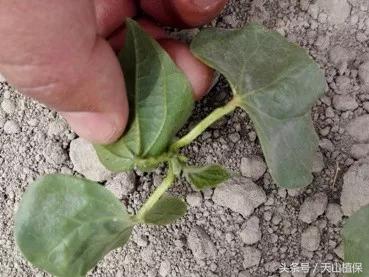 棉蚜为害症状,棉蚜严重怎么治