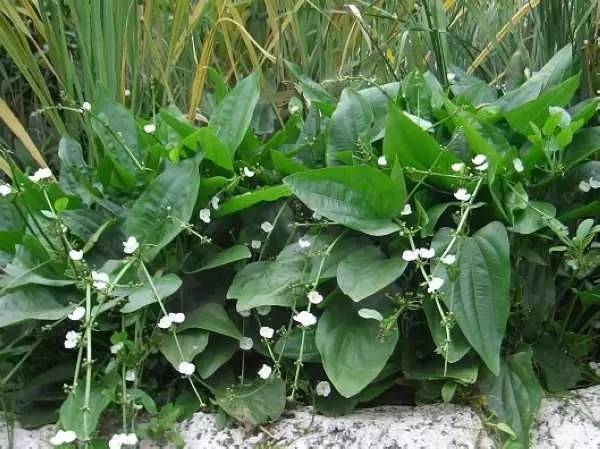 田间杂草及名称图片,地里杂草看不见实拍