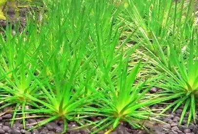 田间杂草及名称图片,草田杂草实图及名称