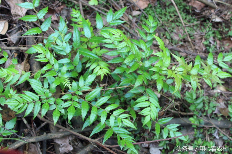 深山好茶古法制作,野生高山茶如何制作的好喝