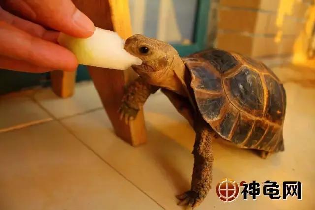 陆龟应该要怎么养,陆龟养多久可以吃东西