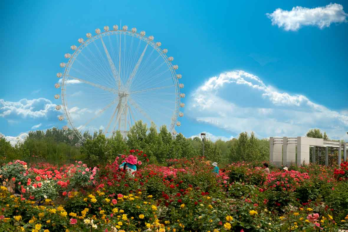 石家庄市花是什么花朵,石家庄市花有哪些