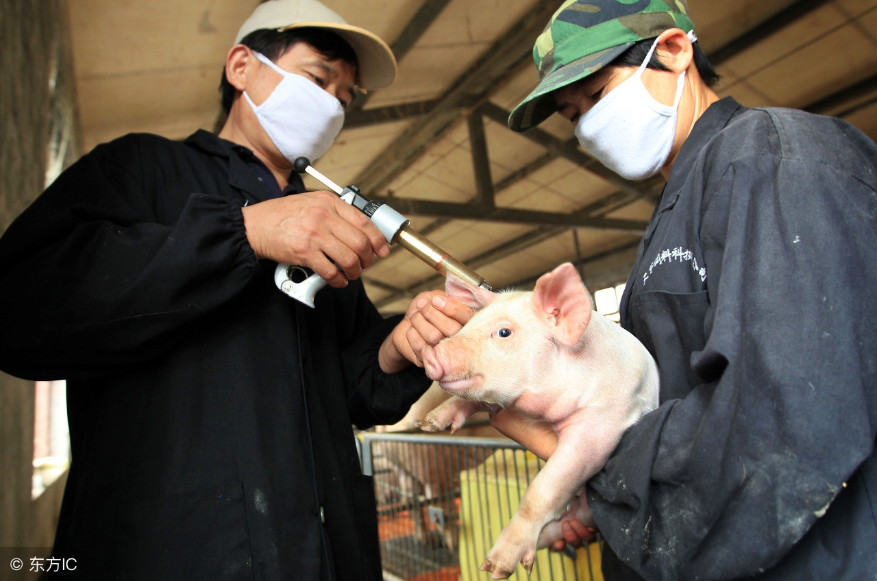 猪十六种疾病解决方法,猪生病怎么办最有效的方法