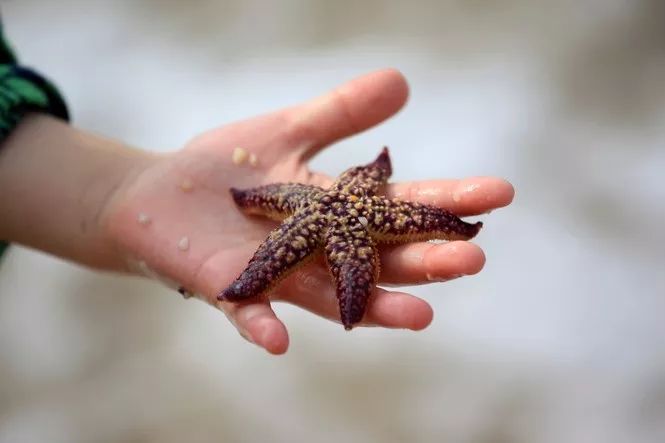 捡海鲜赶海,青岛哪里适合赶海捡海鲜