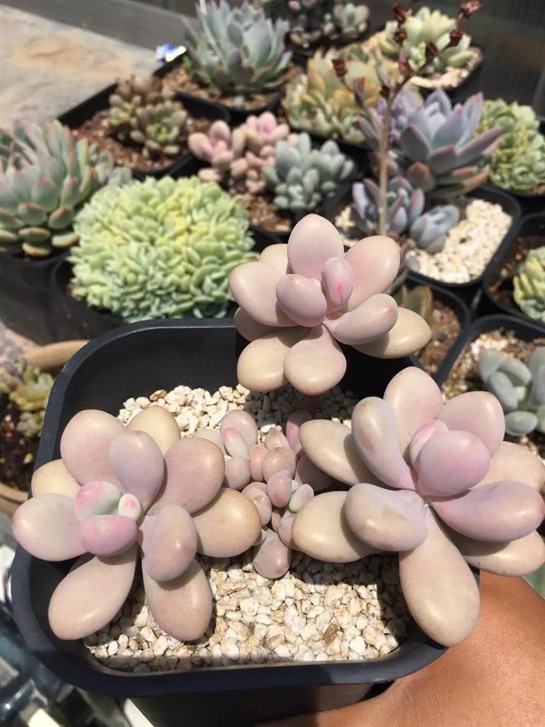 多肉桃蛋怎么快速上色,多肉桃蛋怎么叶插100%成活