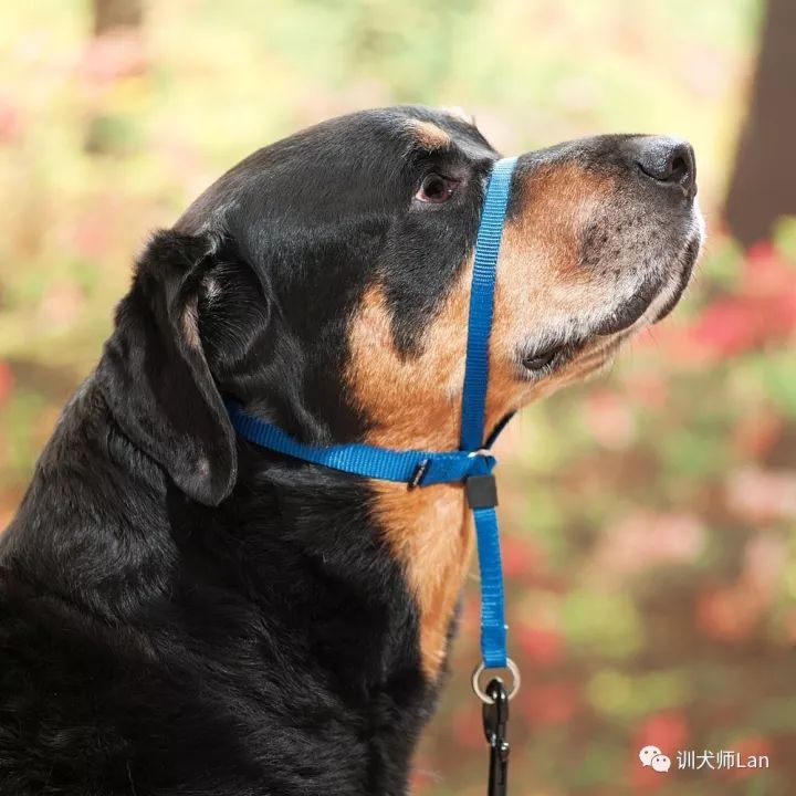 训练狗狗随行他老是走前面,如何教狗狗守着动物