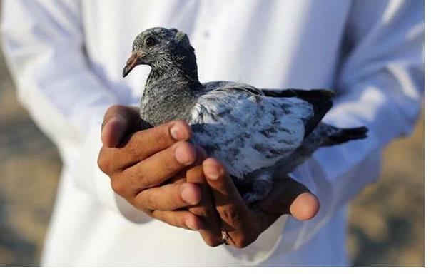 中东土豪的宠物狮子老虎,中东土豪为什么喜欢老虎狮子宠物