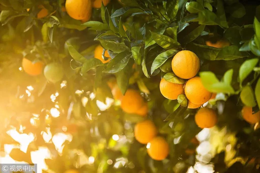 关键点之争：生鲜产业链玩家玩法大盘点！联想系、阿里系、腾讯系