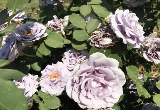 玫瑰月季和月季有区别吗,玫瑰月季如何区别品种图解