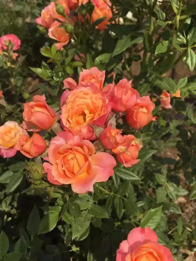 玫瑰月季和月季有区别吗,玫瑰月季如何区别品种图解