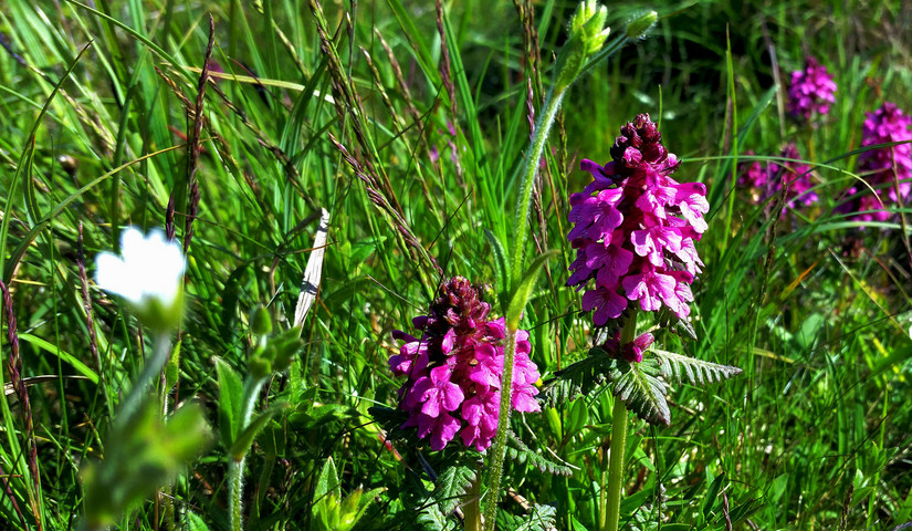 天华山-秦岭梁，又一条风景秀美的一日劲走线路