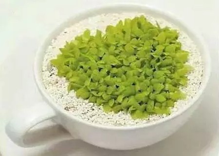 火龙果盆栽怎么种活,水培火龙果籽怎么种小盆栽