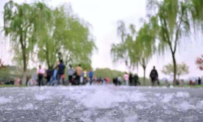 飞絮这么烦人能砍掉它们吗,襄阳市柳絮