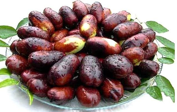 适合设施栽培的枣品种,适合大棚栽培的鲜食枣