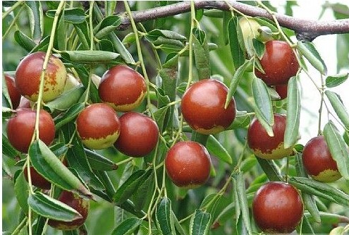 适合设施栽培的枣品种,适合大棚栽培的鲜食枣