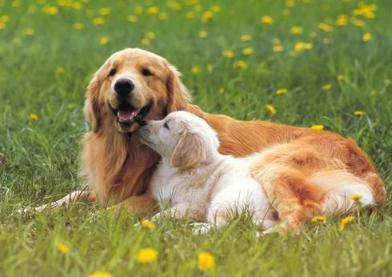 母狗发情期，你准备好应对方法了吗？